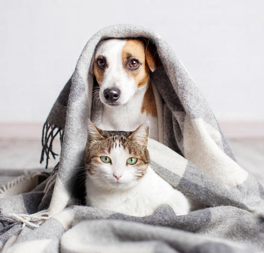 Tierascheverstreuung in den Dünen von Noord-Zuid-Holland 0,5kg-1kg