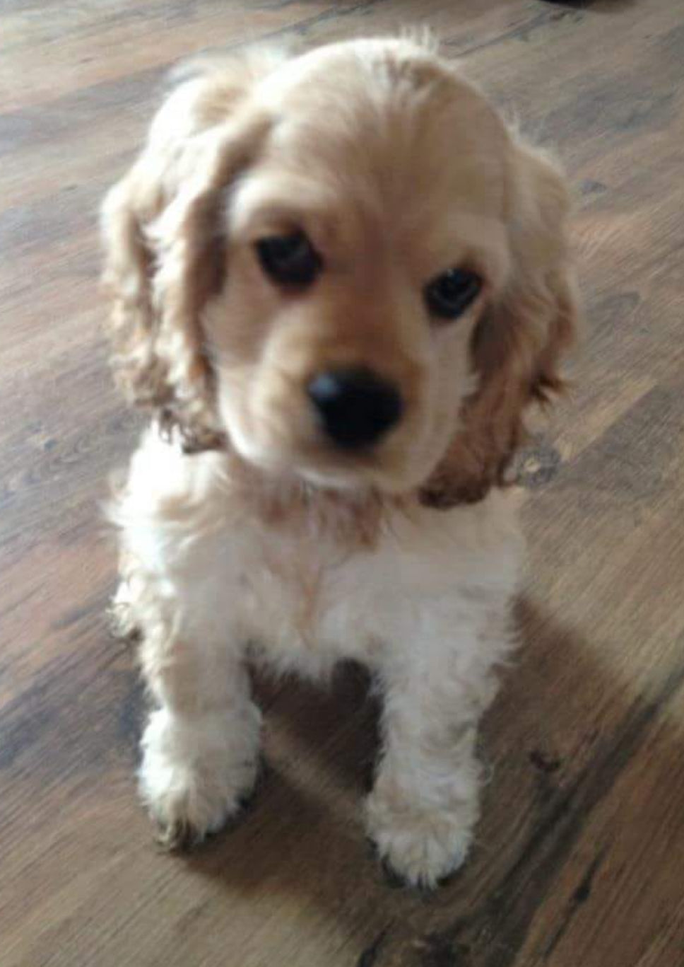 Erinnerungsherz aus Holz, zum Stehen oder Anhängen mit Foto, Medaillion und Gravur