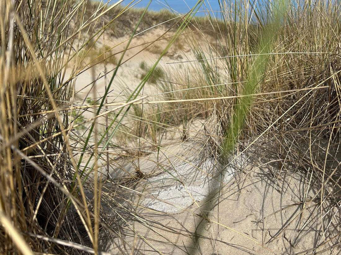 Dünenascheverstreuung TreibSand®