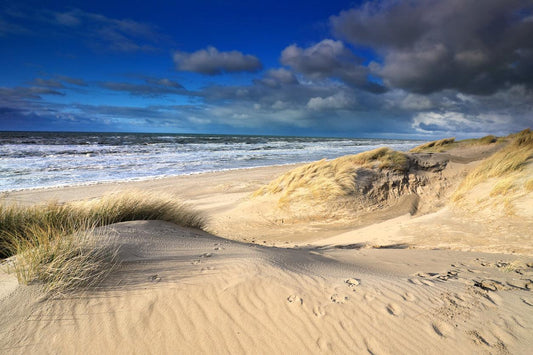 Dünenverstreuung in Zandvoort in Zuiderduinen von Noord-Holland